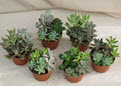 4" Succulent Garden In Plastic Pot